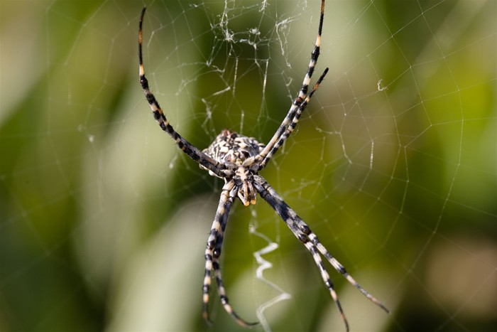 Creepy-Crawlies-in-Formentera-2.jpg