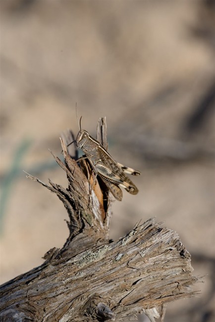 Creepy-Crawlies-in-Formentera-3.jpg