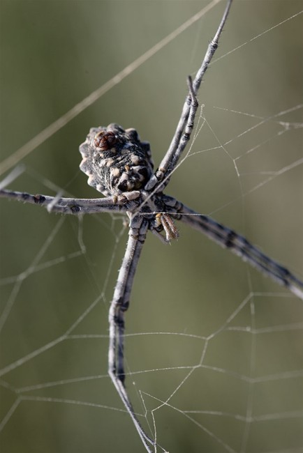 Creepy-Crawlies-in-Formentera-5.jpg