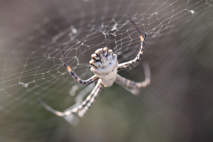 Creepy-Crawlies-in-Formentera-6.jpg