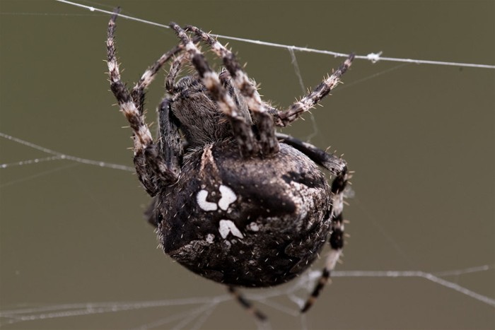 Creepy-Crawlies-in-Formentera-7.jpg