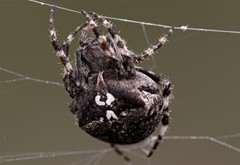 Creepy Crawlies in Formentera