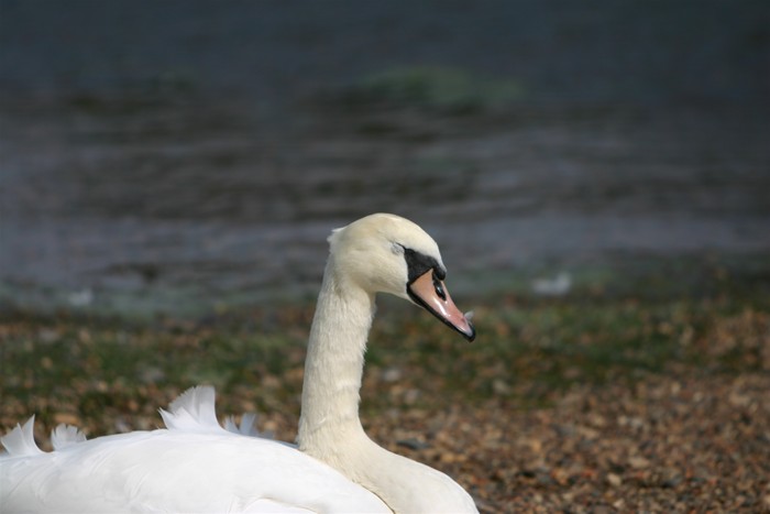 Hampstead-heath-2.jpg