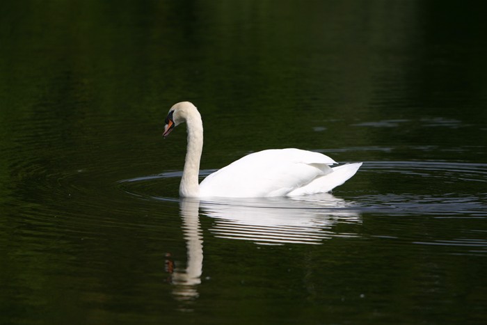 Hampstead-heath-3.jpg